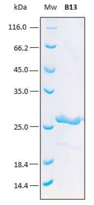 SDS-PAGE analysis (15%) of 3 μL of recombinant B13. Purity is > 98% as determined by gel electrophoresis. Bands which slightly appear at approx. 20 and 16 kDa correspond to this same protein as it is showed in a western blot performed with a his-tag monoclonal antibody